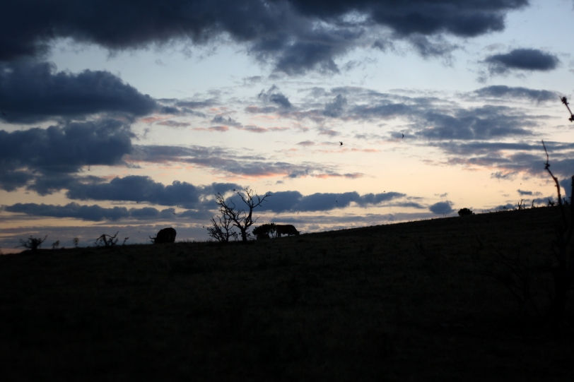 Bueyes perfilados en la puesta del sol. Foto: Sara Gordón